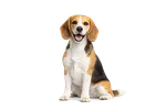 Plan Beagle