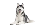 Plan Husky